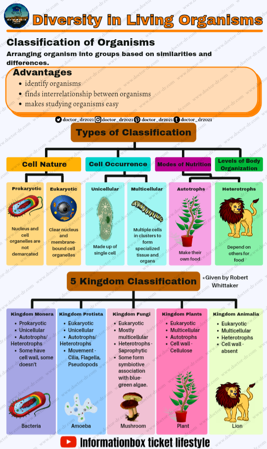 Four Kingdom Classification System by Doctor-dr