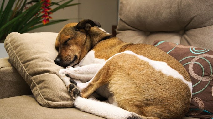 6 cosas con las que tu perro sueña