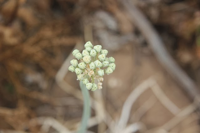 perennial onion seed Australia