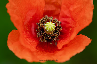 Makrofotografie Klatschmohn Olaf Kerber