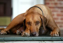 Rhodesian Ridgeback Dog Descriptions