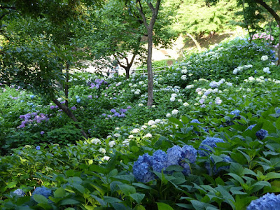 山田池公園のあじさい園