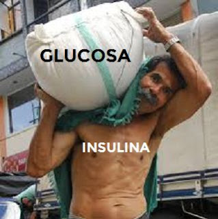 Insulina-glucosa