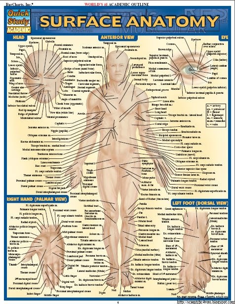 Download Free Book Series: BarCharts QuickStudy Surface Anatomy