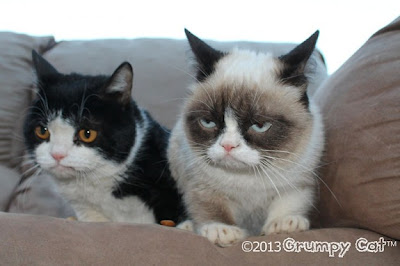 Foto Grumpy cat, kucing yang selalu cemberut 