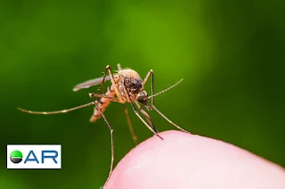 Aedes : Vetor da Dengue,Febre Amarela,Zika,Chikungunya,Oropouche,Mayaro e Vírus do Rio Ross