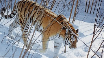 rare Amur tigers died