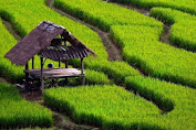 Contoh Bibit Padi Khusus Disemai Didarat Supaya Menghindari Dari Hama Keong Mas Yang Selama InI Sangat Dirasahkan Petani