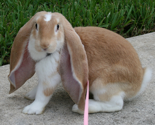 Rabbit , الأرنب، کەروێشک،ئاژەڵ