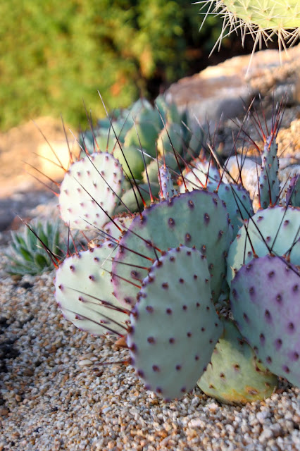 Opuntia gosseliniana