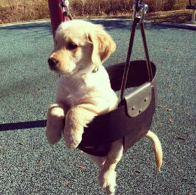 Cute dogs - part 3 (50 pics), cute dog sits in swing