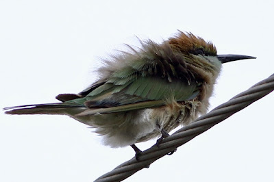 Green Bee-eater