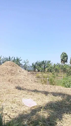 Sawah Eka Raihani