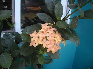 ixora, La Ceiba, Honduras