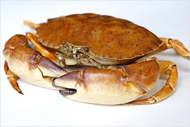 Princess Garing: [ketam nipah]