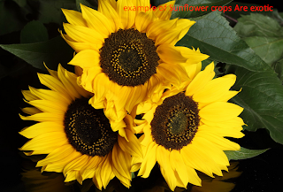 Sunflower crops Are exotic