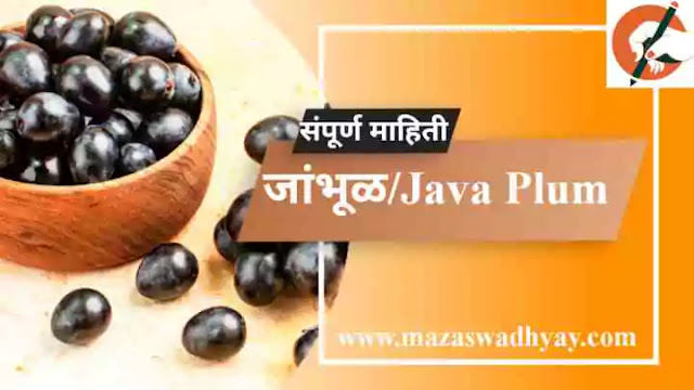 Java plum Information in Marathi Esay Jambhul information in marathi pdf Jaman Information Java plum Information in Marathi जांभूळ फळाची संपूर्ण माहिती. जांभूळ झाडाविषयी माहिती जांभूळ झाडाची माहिती मराठी Jambhul falachi Mahiti