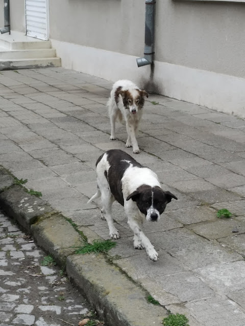 Friendly, Stray Dogs, Approach, Yambol,