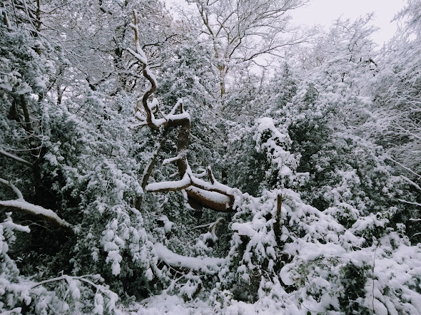 イギリス森林　雪の光景