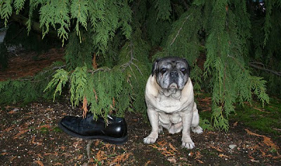 Tom Ford's 22 Essentials, Presented By Pugs Seen On www.coolpicturegallery.us