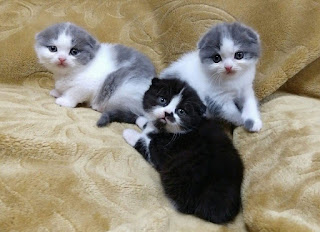 Scottish Fold kittens