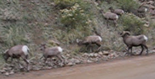 Herd of Bighorn Sheep? Yes, of course I've heard of them...ar ar ar