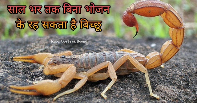 बिच्छू के बारे में 30 रोचक तथ्य || 30 Interesting facts about Scorpio ||