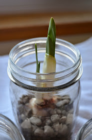 Neighbor Gift Idea: Paperwhites planted in Mason Jars