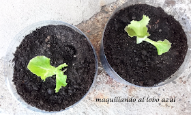 cultivo de lechugas reciclando envases