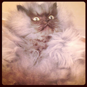 gambar Colonel Meow 01