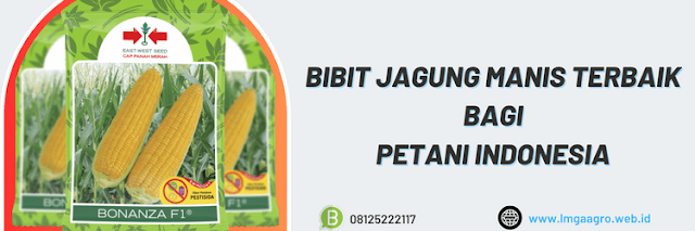 petani,indonesia,bertani,bercocok tanam,tanaman jagung