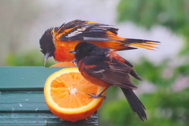 Baltimore Orioles Bird