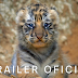 Disney+ anuncia "Tigre", um documentário sobre vida animal na Índia | Trailer