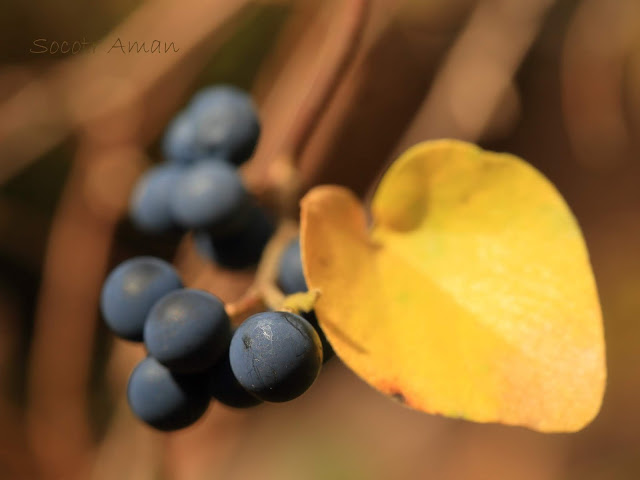 Cocculus orbiculatus