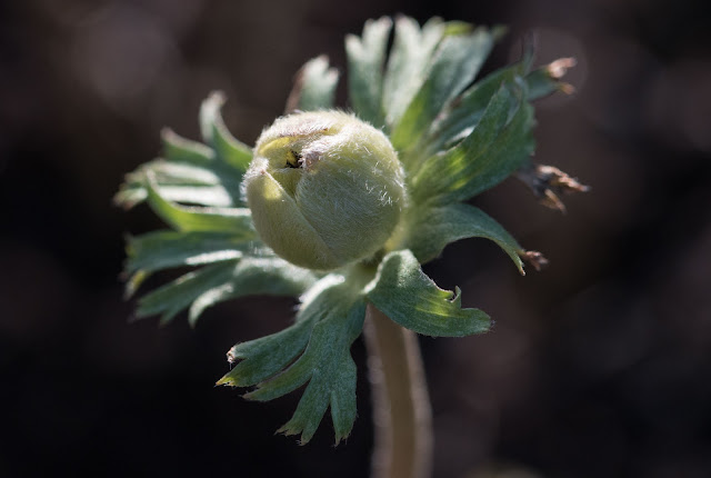 Anemone coronaria