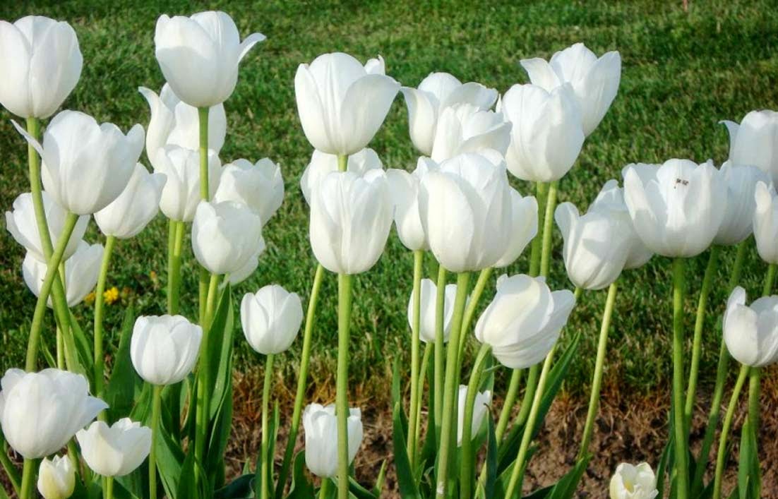 Arti Bunga  Tulip  Berdasarkan Warnanya Gambar Gambar Bunga 