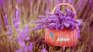 Lavender