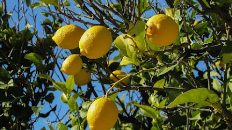 How to Grow Healthy Lemon Plants: A Complete Guide