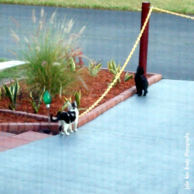 Mystic Elsie as a Kitten with Litter Sibling Black Cat - May 9, 2018