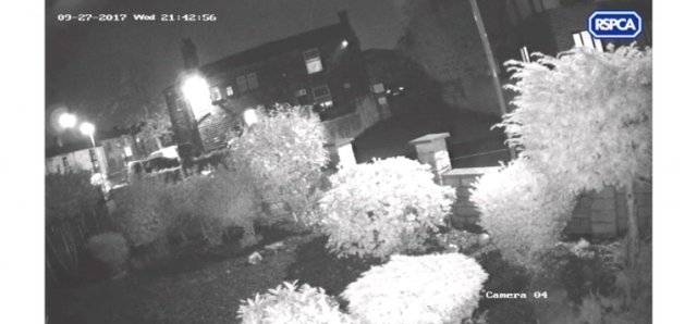 [Security Camera] Shows Man Dumping Sick Puppies In The Middle Of The Night