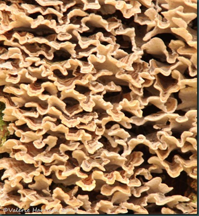 23-lichen