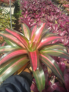 Jual Pohon Bromelia Murah, Berbagai Macam Jenis Bromelia