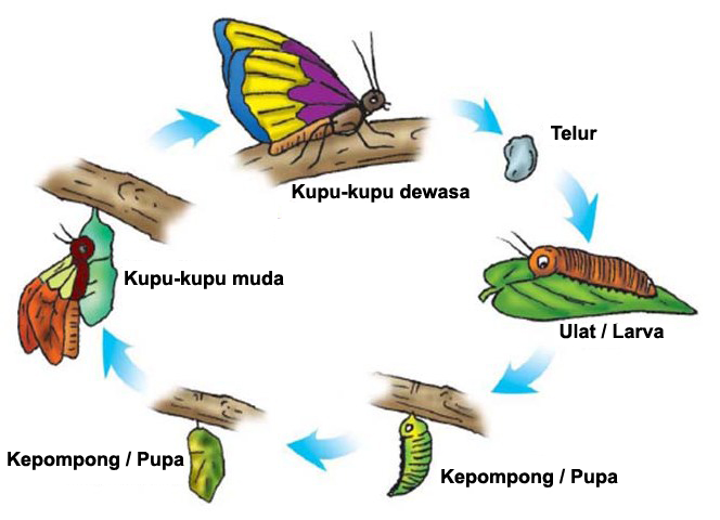 Proses Metamorfosis Kupu kupu  Adhitya Nugraha Novianta