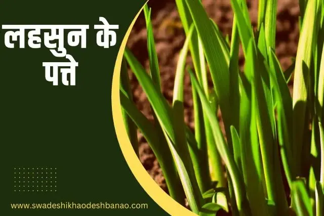 Information  about garlic leaf in Hindi