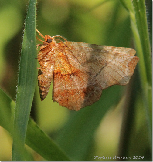 early-thorn-2