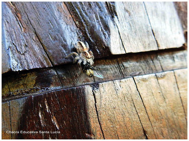 Araña cazando mosca-Chacra Educativa Santa Lucía