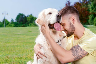 cães com seus donos