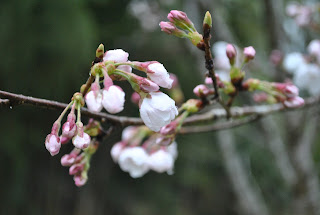 夢ひたちファームなか里の桜