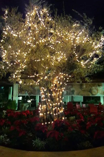 Ελιά το χριστουγεννιάτικο δέντρο στο Κρανίδι  