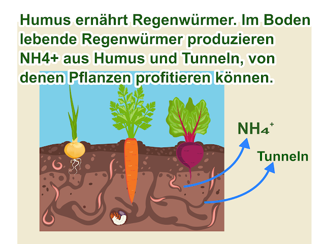 Regenwürmer schlucken Humus und geben Ammonium zur Aufnahme durch Pflanzen ab.